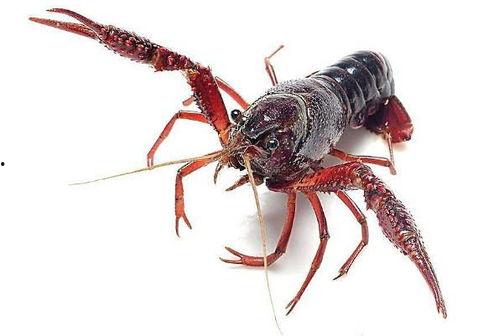 杭州爆料小龙虾事件视频,食品安全引关注 第1张 杭州爆料小龙虾事件视频,食品安全引关注 第1张